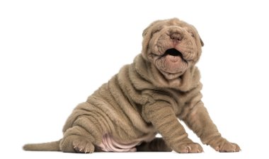 shar pei köpek yavrusu oturmuş, üzerinde beyaz izole kabuk