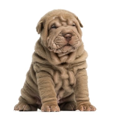 shar pei köpek yavrusu oturmuş, üzerinde beyaz izole