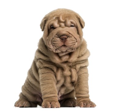 shar pei köpek oturma, üzerinde beyaz izole kamera bakıyor