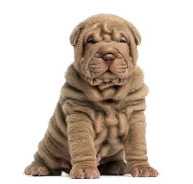 shar pei köpek oturma, üzerinde beyaz izole kamera bakıyor