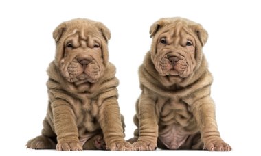 shar pei Puppies oturmuş, kameraya bakarak Önden Görünüm,