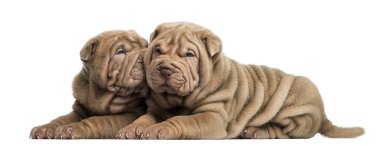 yalan, sarılma, shar pei kukla üzerine beyaz izole