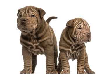 duran, beyaz izole iki shar pei Puppies Önden Görünüm서, 흰색 절연 두 샤 페이 강아지의 전면 보기
