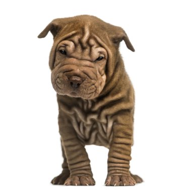 Kameraya bakarak bir shar pei köpek yavrusu ayakta açık bakış, 