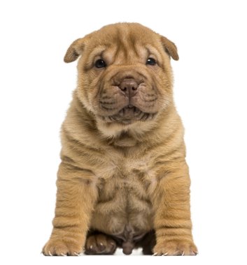 ön manzarası oturmuş, kameraya, seyir shar pei köpek ben