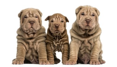 oturmuş, cam arayan üç shar pei yavru önden görünümü