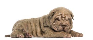 shar pei köpek uzanmış yan görünüm, wh izole pinekleme,