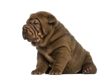 shar pei köpek yavrusu oturmuş, üzerinde beyaz izole
