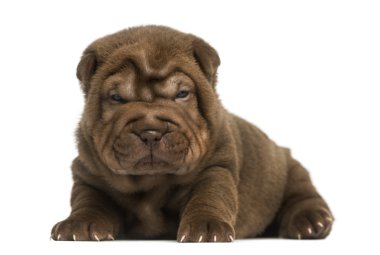 shar pei köpek yavrusu, izole üzerinde beyaz yalan