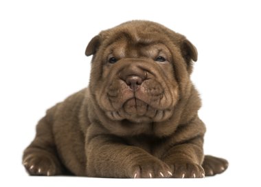 shar pei köpek uzanmış, wh izole kamera bakıyor