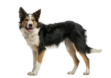 kenar ayakta, nefes nefese, üzerinde beyaz izole kömür ocağı