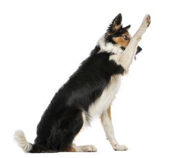 yan görünüm yukarı pawing bir border collie, itaat, izole WHI