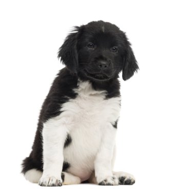 oturmuş, kameraya bakarak stabyhoun yavru köpek önden görünümü, 