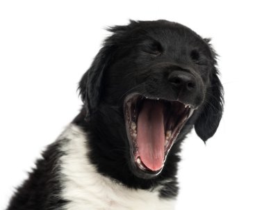 stabyhoun köpek esniyor, üzerinde beyaz izole Close-Up