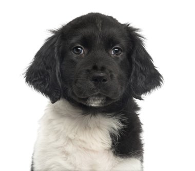 Close-Up kameraya, seyir stabyhoun köpek yavrusu, o izole