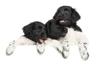 Stabyhoun puppies leaning on a wite board, isolated on white