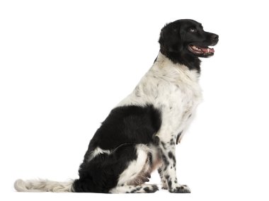 oturan bir stabyhoun yan görünüm, nefes nefese, üzerinde beyaz izole