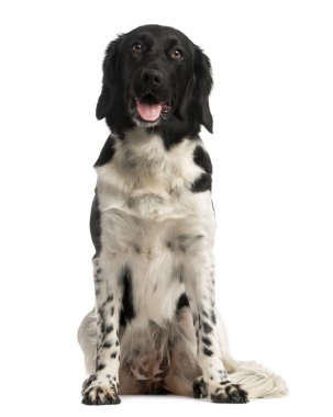 Önden Görünümü oturan bir stabyhoun, nefes nefese, üzerinde beyaz izole