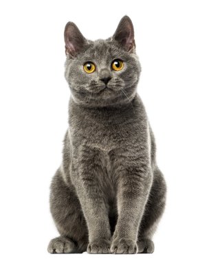 izole, 6 aylık oturma chartreux yavru kedi önden görünümü