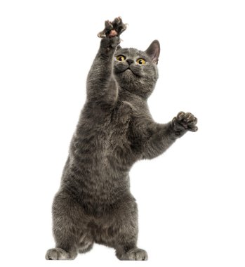 ön chartreux yavru kedi görünüm 6, pawing arka ayakları üzerine mont