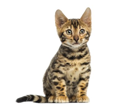 Front view of a Bengal kitten sitting, 3 months old, isolated on clipart