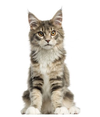 maine coon kedi oturmuş, kameraya bakarak önden görünümü