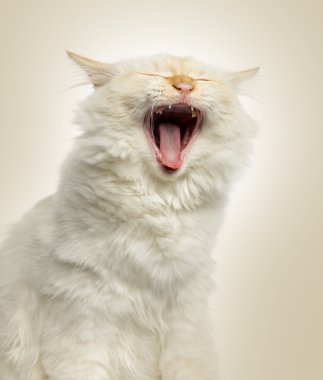 yakın çekim, 5 ay eski bej backgro esneme birman kedisi