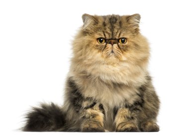 Front view of a grumpy Persian cat facing, looking at the camera clipart