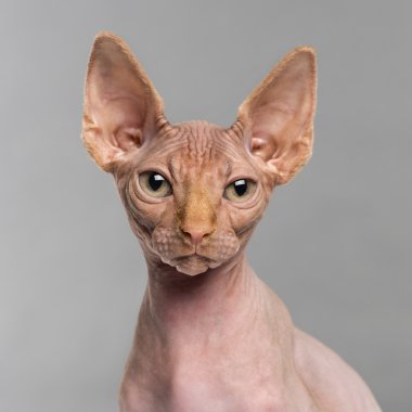 gri arka plan üzerinde kamera bakıyor sphynx Close-Up