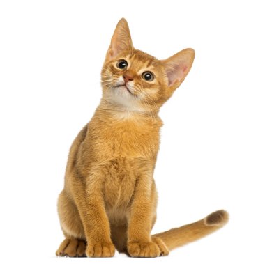 Abyssinian kitten sitting, looking up, alert, 3 months old, isol clipart
