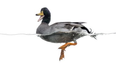 quacking, yüzen su, anas platyrhynchos, ISO yeşilbaş