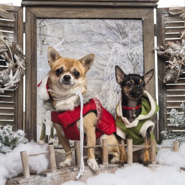 Two dressed-up Chihuahuas on a bridge, in a winter scenery clipart