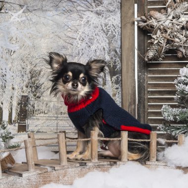Dressed up Chihuahua sitting on a bridge in a winter scenery clipart