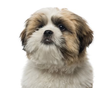 5 aylık bir shih tzu puppy close-up, izole üzerinde beyaz