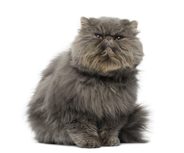 Front view of a grumpy Persian cat, sitting, looking up, isolate clipart