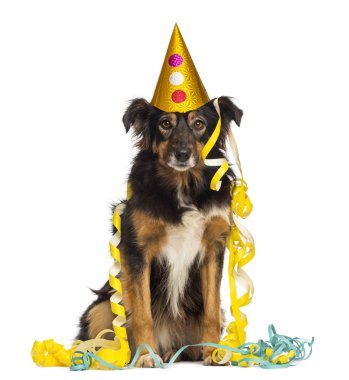 Ön parti, oturmuş, bakarak bir border collie görünümünü