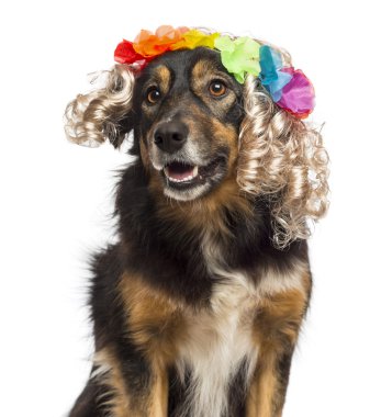 sınır collie çiçek tacı olan sarı peruk takmış Close-Up,