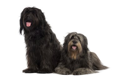 nefes nefese, Katalan sheepdogs birlikte olmaktan çift, izole üzerinde