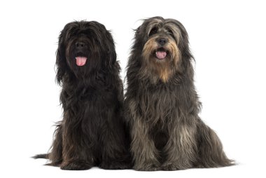 birlikte olma, nefes nefese Katalan sheepdogs Çift