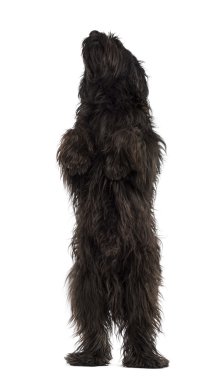 WHI izole bir ayı gibi arka ayakları üzerinde erkek Katalan çoban köpeği