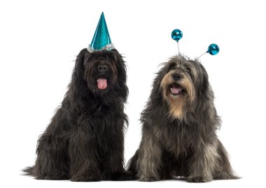 Couple of Catalan sheepdogs wearing party hats, panting, isolate clipart