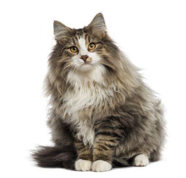 oturmuş, üzerinde beyaz izole Norveçli orman kedi