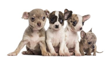 Group of Chihuahuas puppies sitting in a row, isolated on white clipart