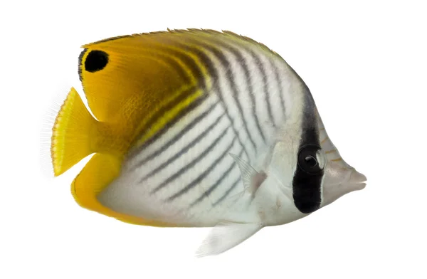 Vista lateral de un Threadfin Butterflyfish, Chaetodon auriga, isolat — Foto de Stock