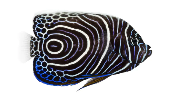 Side view of an Emperor Angelfish, Pomacanthus imperator, isolat — Stock Photo, Image