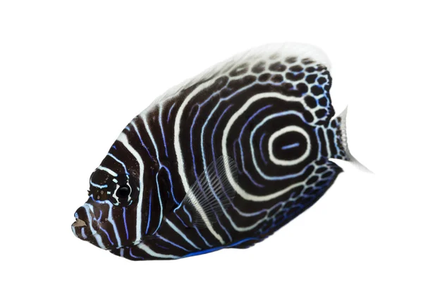 İmparator angelfish, pomacanthus imparator, üzerinde beyaz izole — Stok fotoğraf