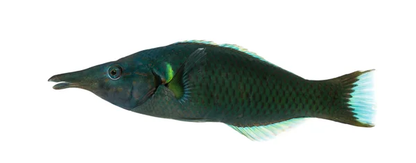 Side view of a Bird wrasse male, Gomphosus varius, isolated on w — Stock Photo, Image