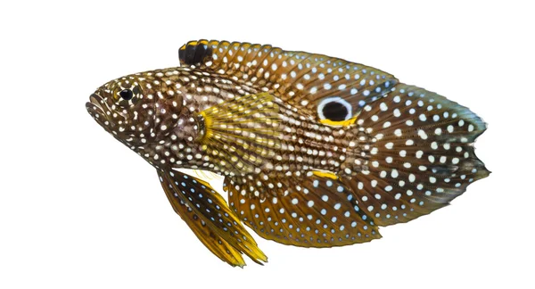 Vista lateral de um cometa, Calloplesiops altivelis, isolado em branco — Fotografia de Stock