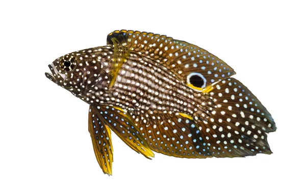 Vista lateral de um cometa, Calloplesiops altivelis, isolado em branco — Fotografia de Stock