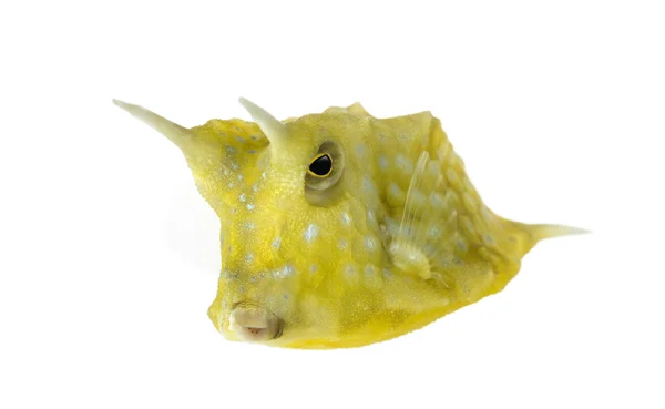 Longhorn cowfish, lactoria cornuta, που απομονώνονται σε λευκό — Φωτογραφία Αρχείου